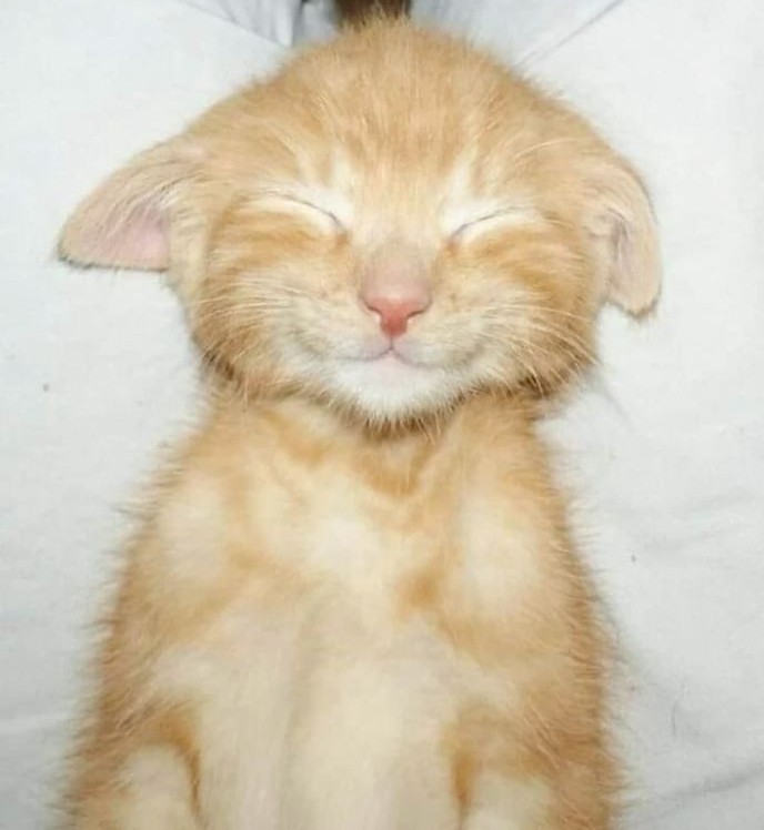 Picture of a smiling cat